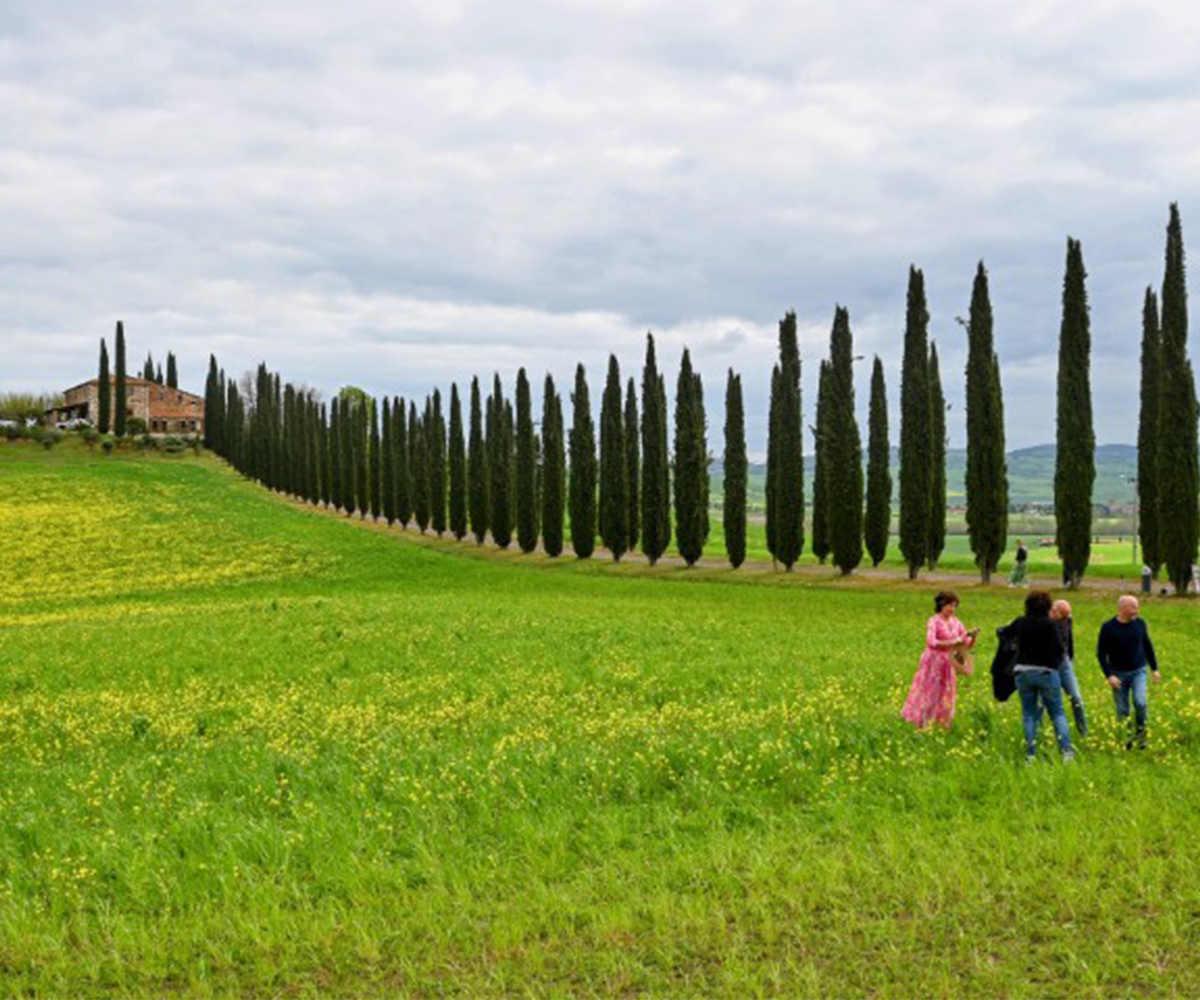 托斯卡纳丝柏树
